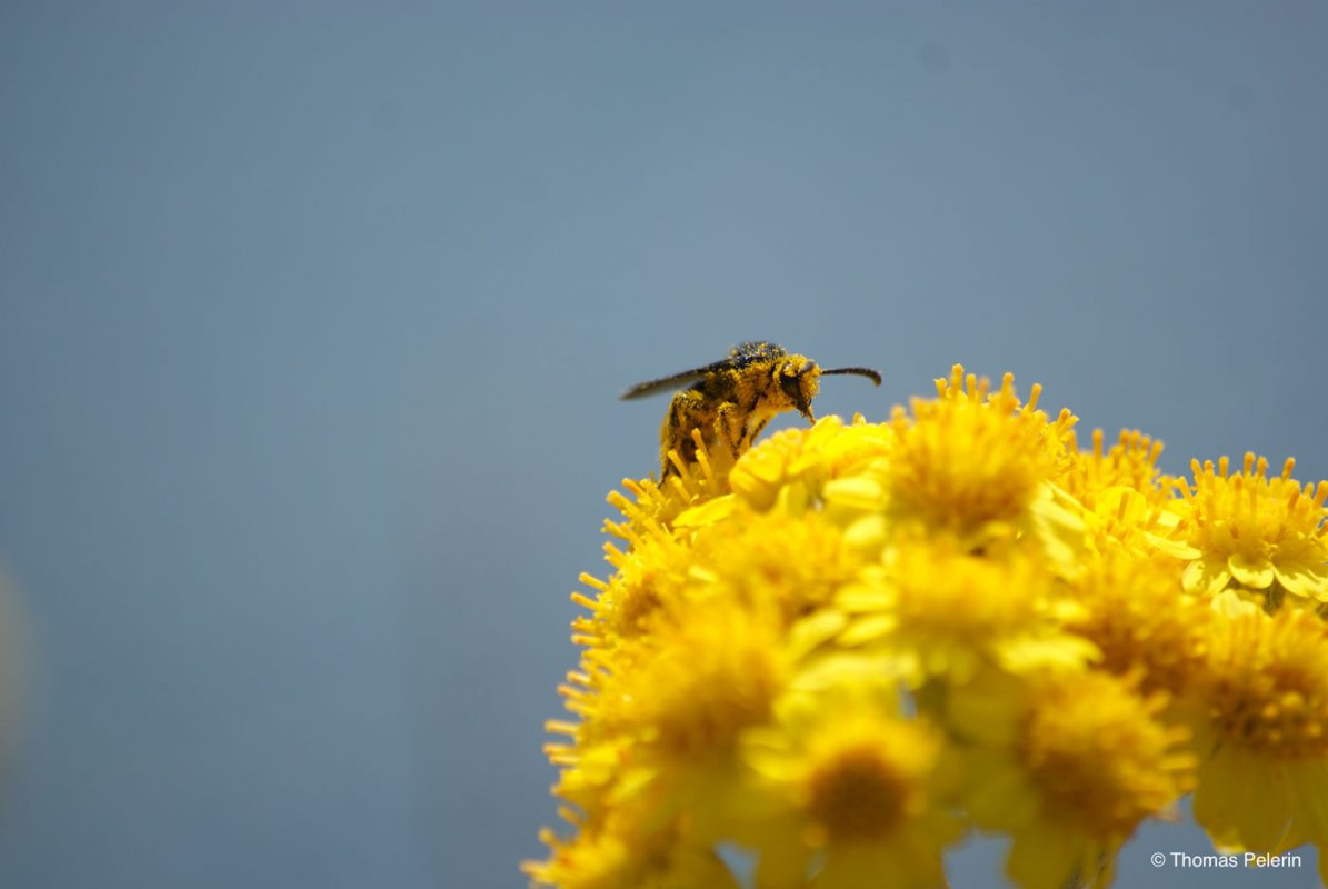 Dcouverte des abeilles sauvages